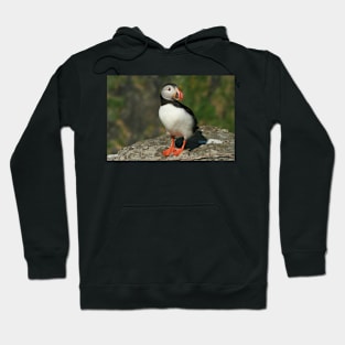 Watchful puffin Hoodie